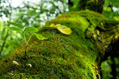 Moss on a tree