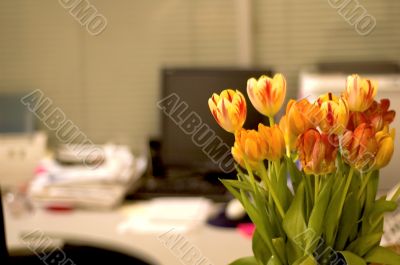 tulips in vase