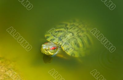 Freshwater turtle