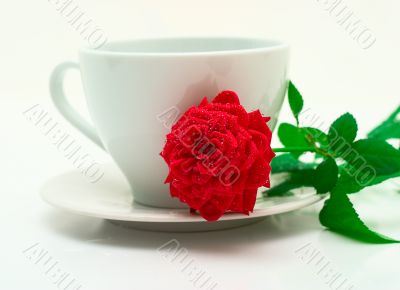 Mug and a scarlet rose