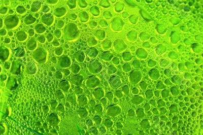 Bubbles