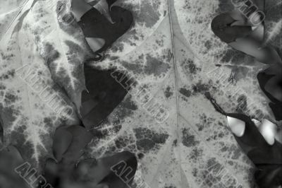 Leaves