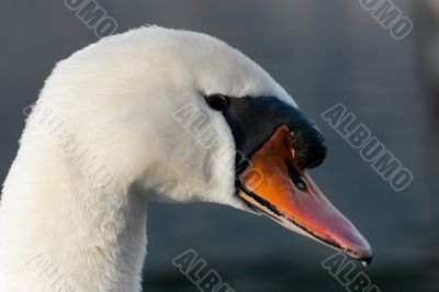 Swan