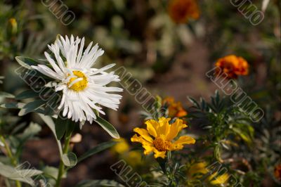 Flowers