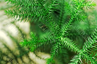 Pine
