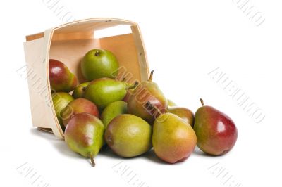 Seckel Pears from Basket