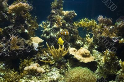 tropical aquarium fishes