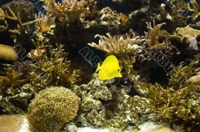 topical fishes