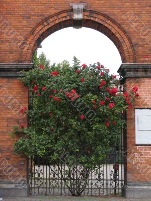Bush with roses