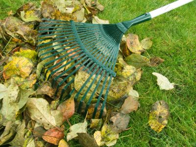 Cleaning of autumn leaves