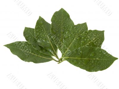 Laurel leaves