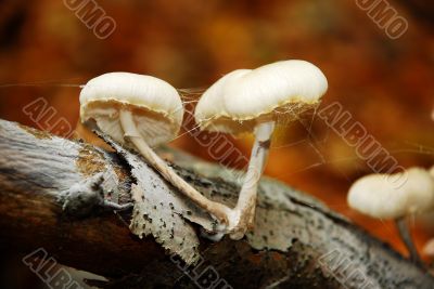 Mushrooms