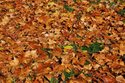 Leaves Carpet