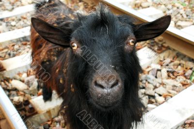 Ugly goat portrait
