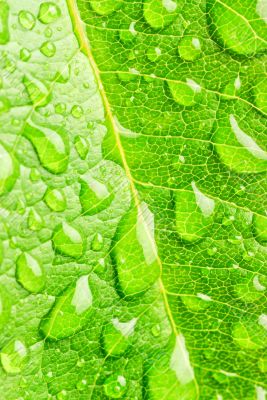 leaf and raindrops