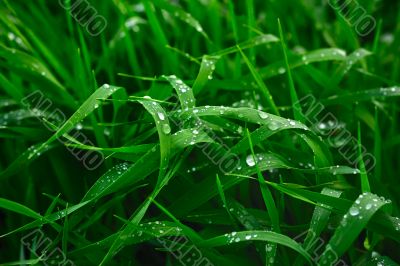 Grass after a rain
