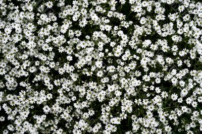 White flowers