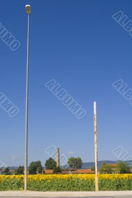 Field of sunflowers near Foligno