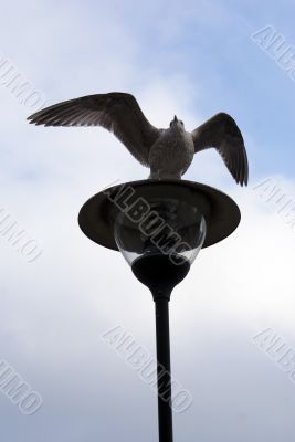 Bird on the lamp