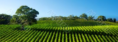 Vivid Vineyard Panorama