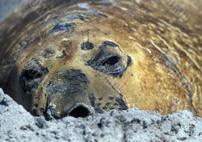 Sea lion