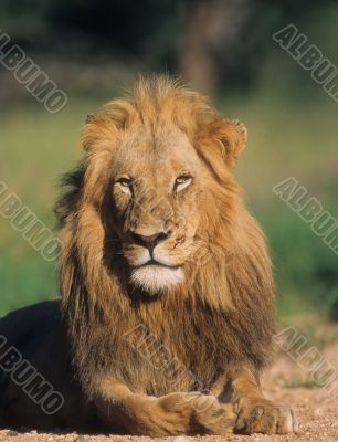 Young lion