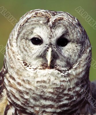 Owl head