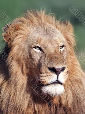 Young lion