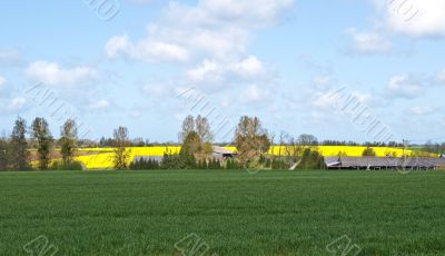 Green field with yellow bittercress