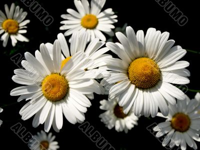 Garden camomile