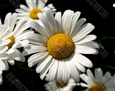 Garden camomile
