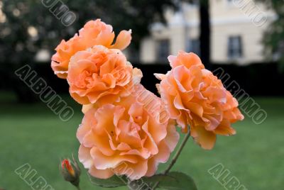 Pink roses