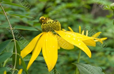 Bumblebee on yellow flower