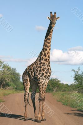 Giraffe on the road