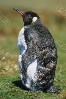 King penguin