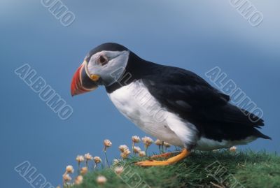 Puffin