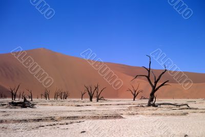 Sand desert