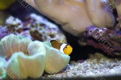 anemonefish