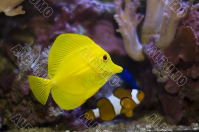 tropical fishes