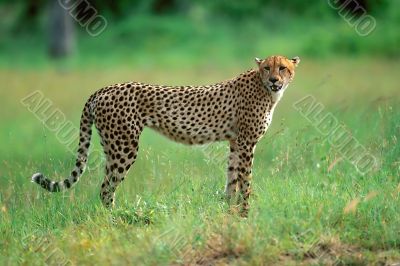 Cheetah