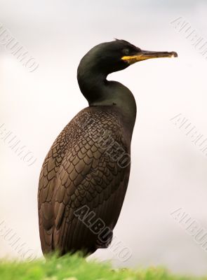 Cormorant