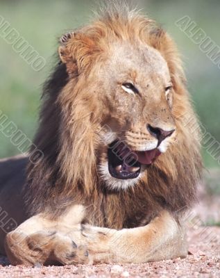 Lion smile