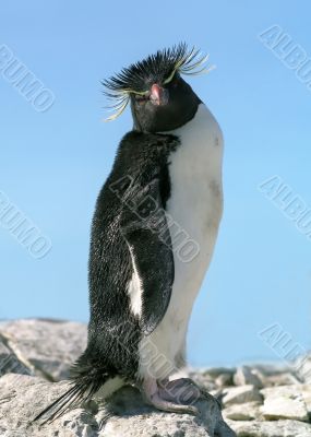 Macaroni penguin