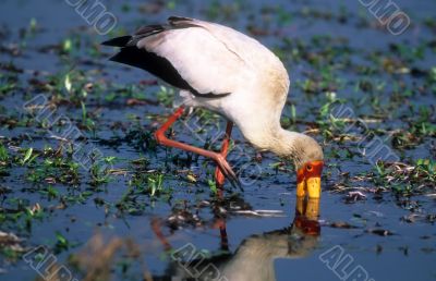 Yellow-billed stork