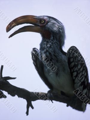 Yellow-billed hornbill