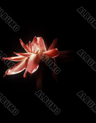 Orchid