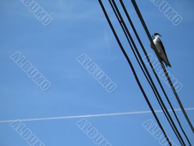 bird on electric wires