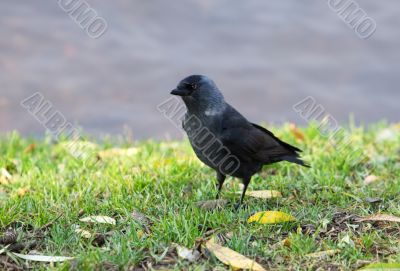 Jackdaw