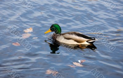 duck in autumn
