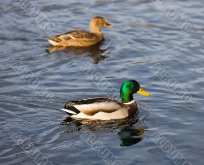 pair of ducks